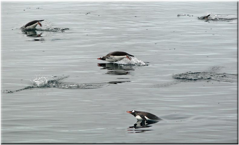 Penguins Swimming