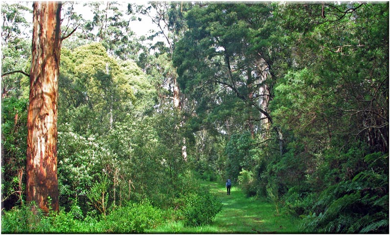 Otways Forest