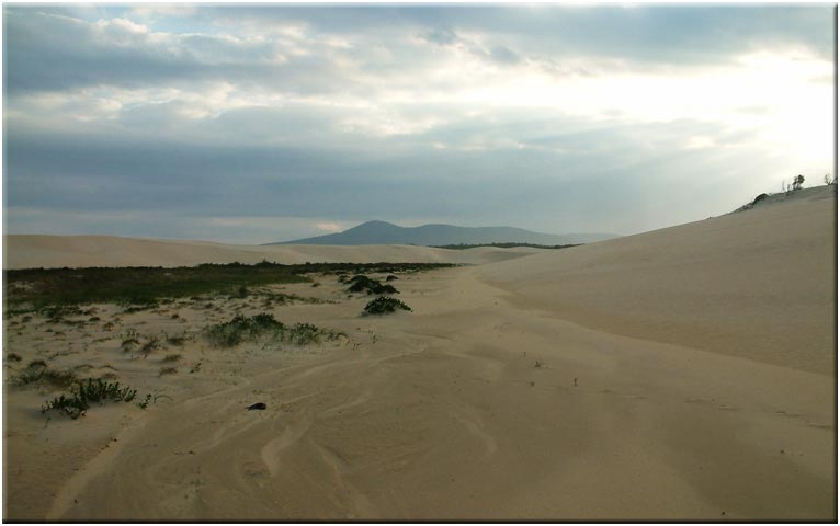 Nadgee sand dunes
